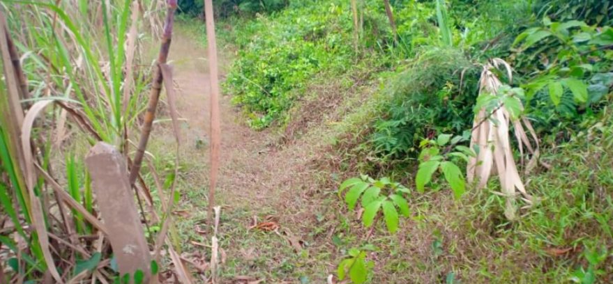 ขายที่ดิน-350-ตรว-ราคา-190000บาท