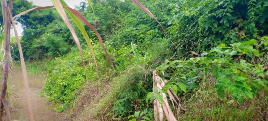 ขายที่ดิน-350-ตรว-ราคา-190000บาท