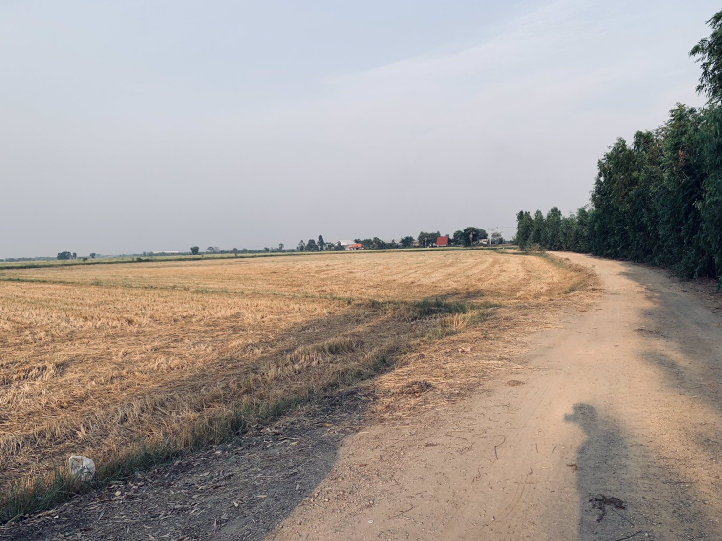 ขายที่ดินราคาถูก-อยุธยา-อเสนา