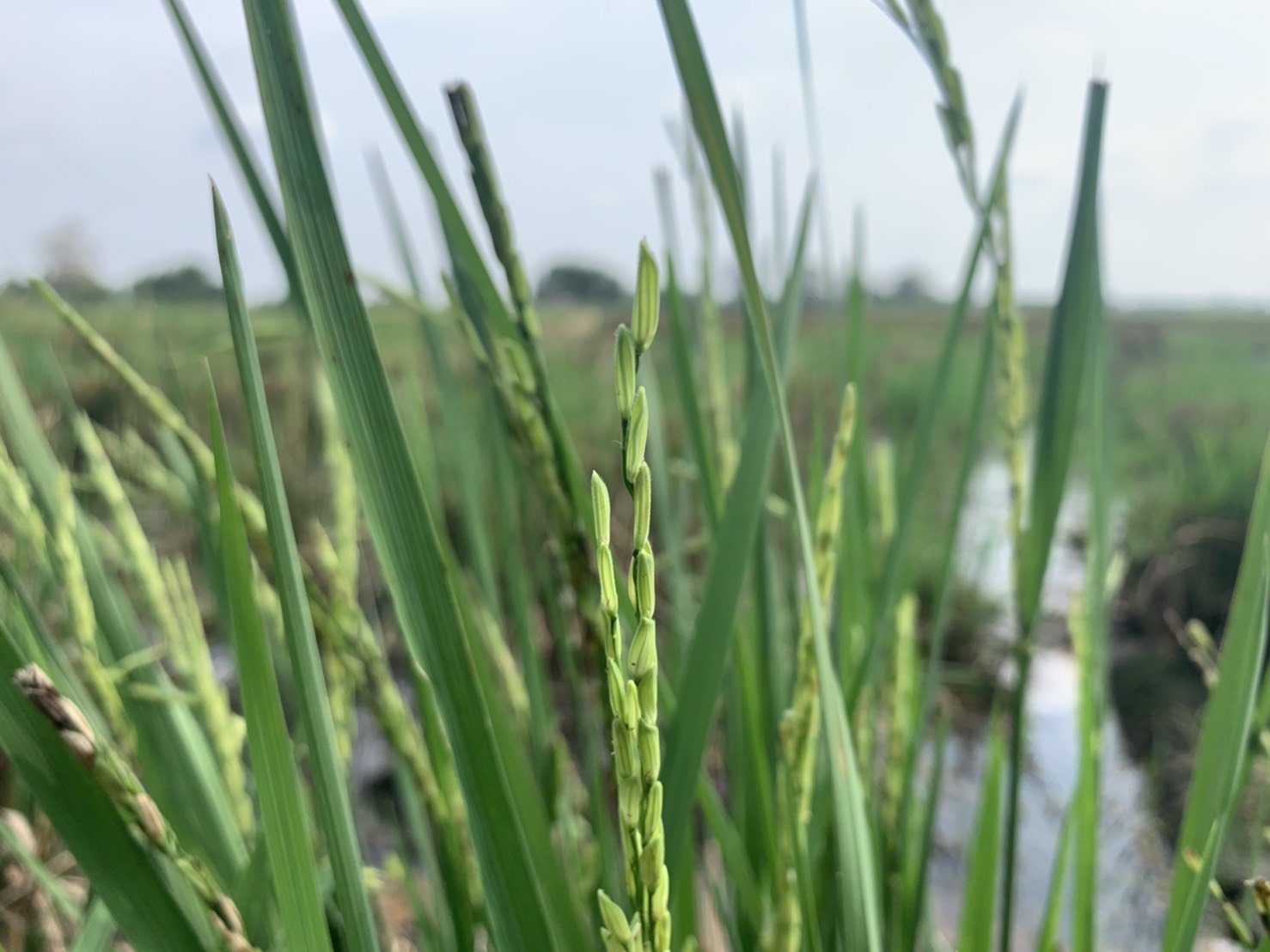 ขายที่ดินราคาถูก-อยุธยา-อเสนา