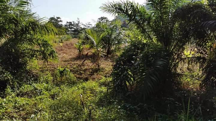 ขายจร้า-ที่ดินตรงข้ามรีสอร์ทภูธารเลิฟอิน