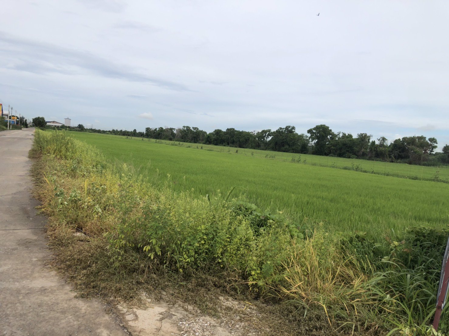 ขายที่ดิน-19ไร่-กว่าๆ-ใกล้ถนน-บางบัวทอง-สุพรรณบุรี