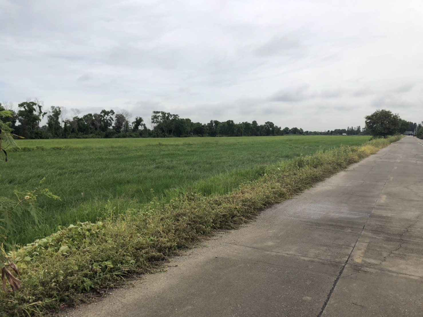 ขายที่ดิน-19ไร่-กว่าๆ-ใกล้ถนน-บางบัวทอง-สุพรรณบุรี