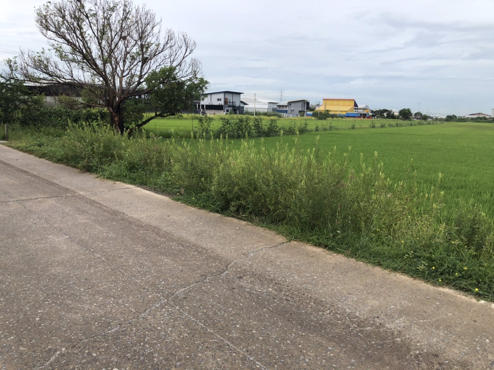 ขายที่ดิน-19ไร่-กว่าๆ-ใกล้ถนน-บางบัวทอง-สุพรรณบุรี