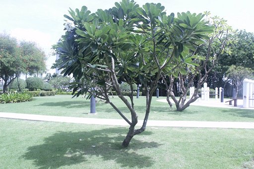 3-bed-condo-near-shrewsbury-international-fo-rentให้เช่าคอนโดริเวอร์เฮเว่นริมแม่น้ำเจ้าพยา-เอเชียทึค