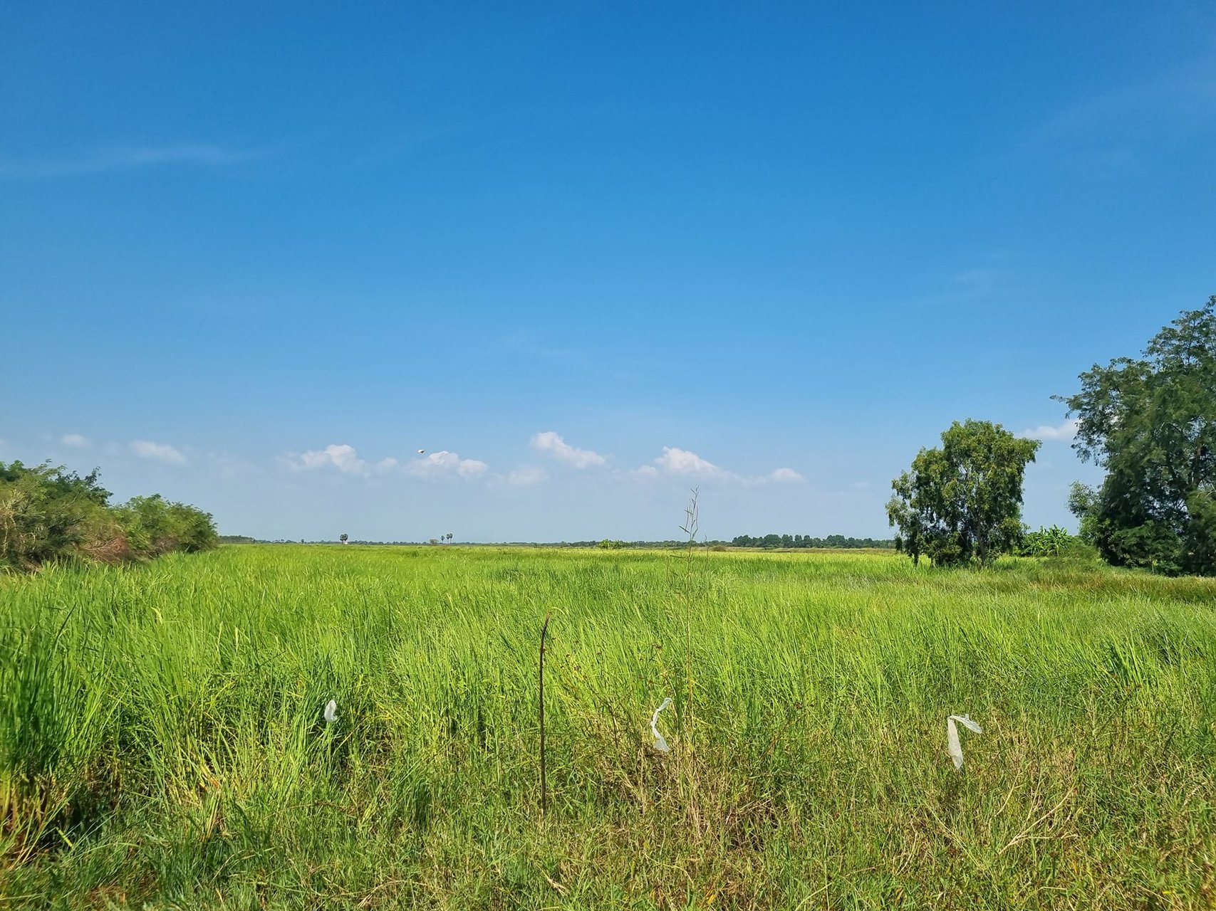 ขายที่สวย-ติดแม่น้ำคลอง-บรรยากาศหลักล้าน