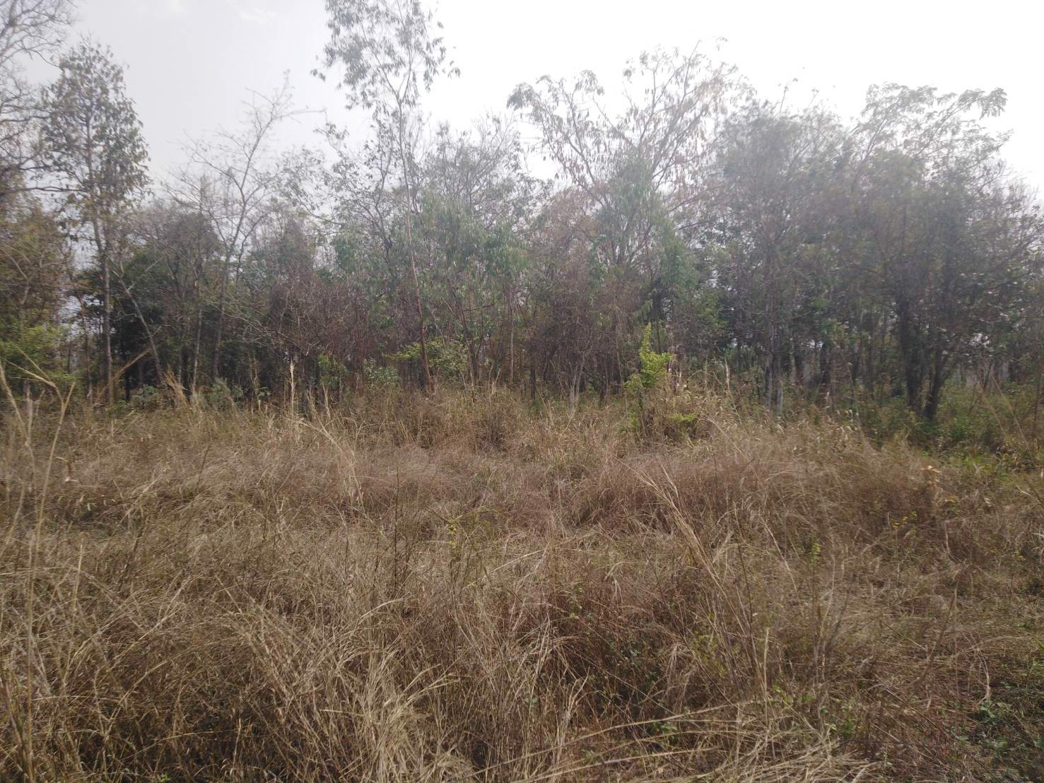 ขายที่ดิน-12-ไร่-เชียงยืน