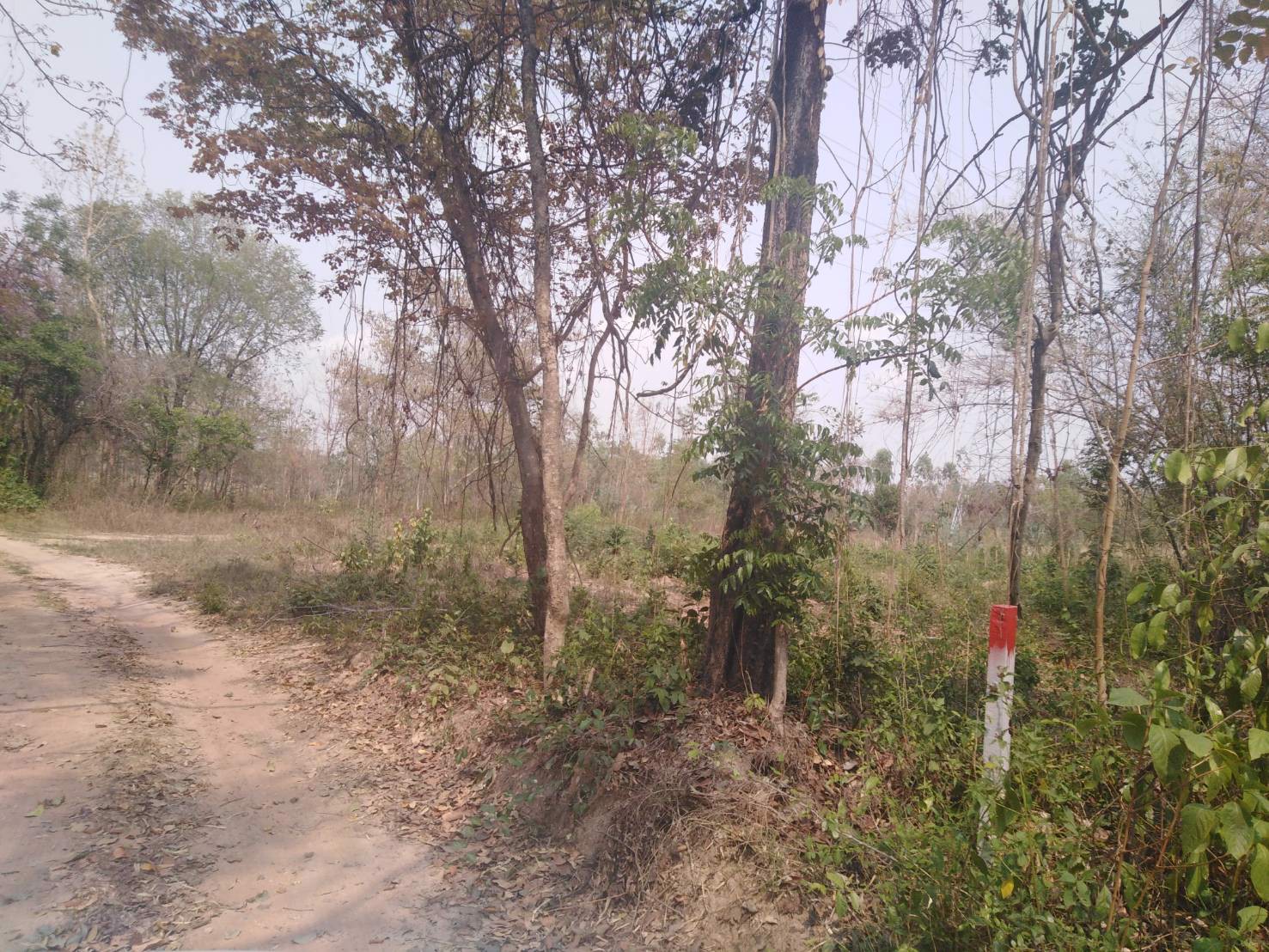 ขายที่ดิน-12-ไร่-เชียงยืน