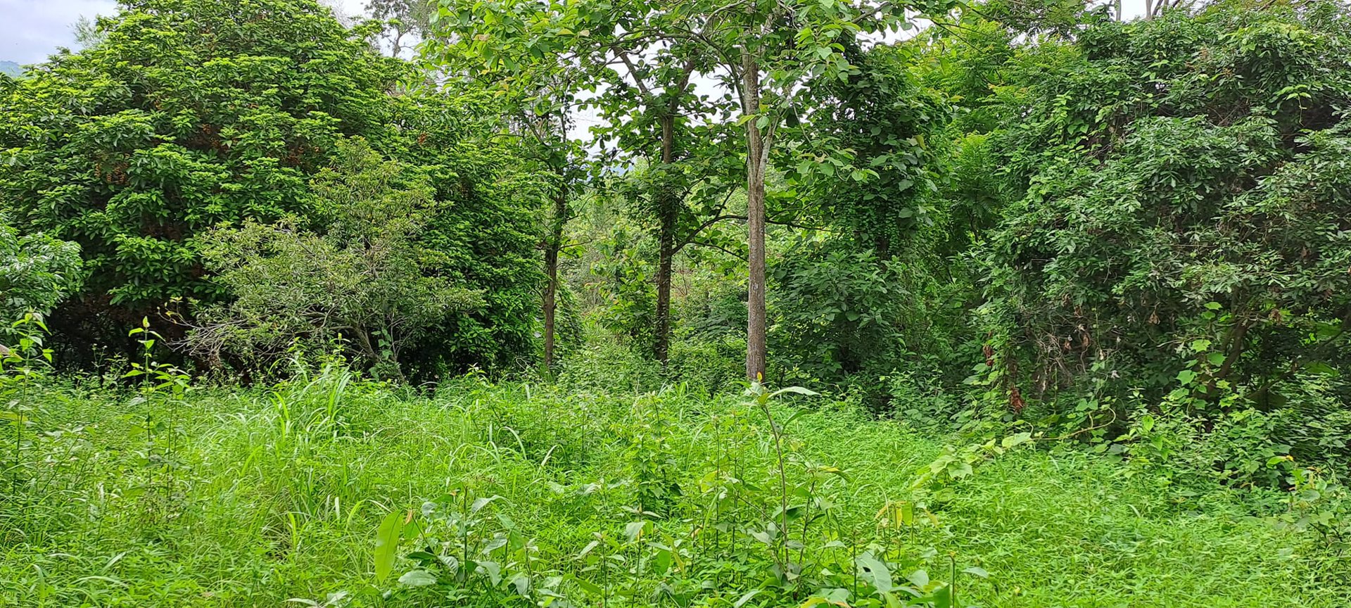 ขายที่ดิน-โฉนดครุฑแดง-พร้อมโอน-ที่สวยมากๆ-เนื้อที่รวม-3ไร่-2งาน-26ตรว