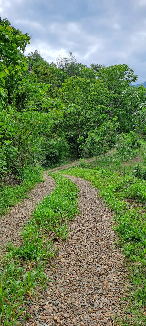 ขายที่ดิน-โฉนดครุฑแดง-พร้อมโอน-ที่สวยมากๆ-เนื้อที่รวม-3ไร่-2งาน-26ตรว