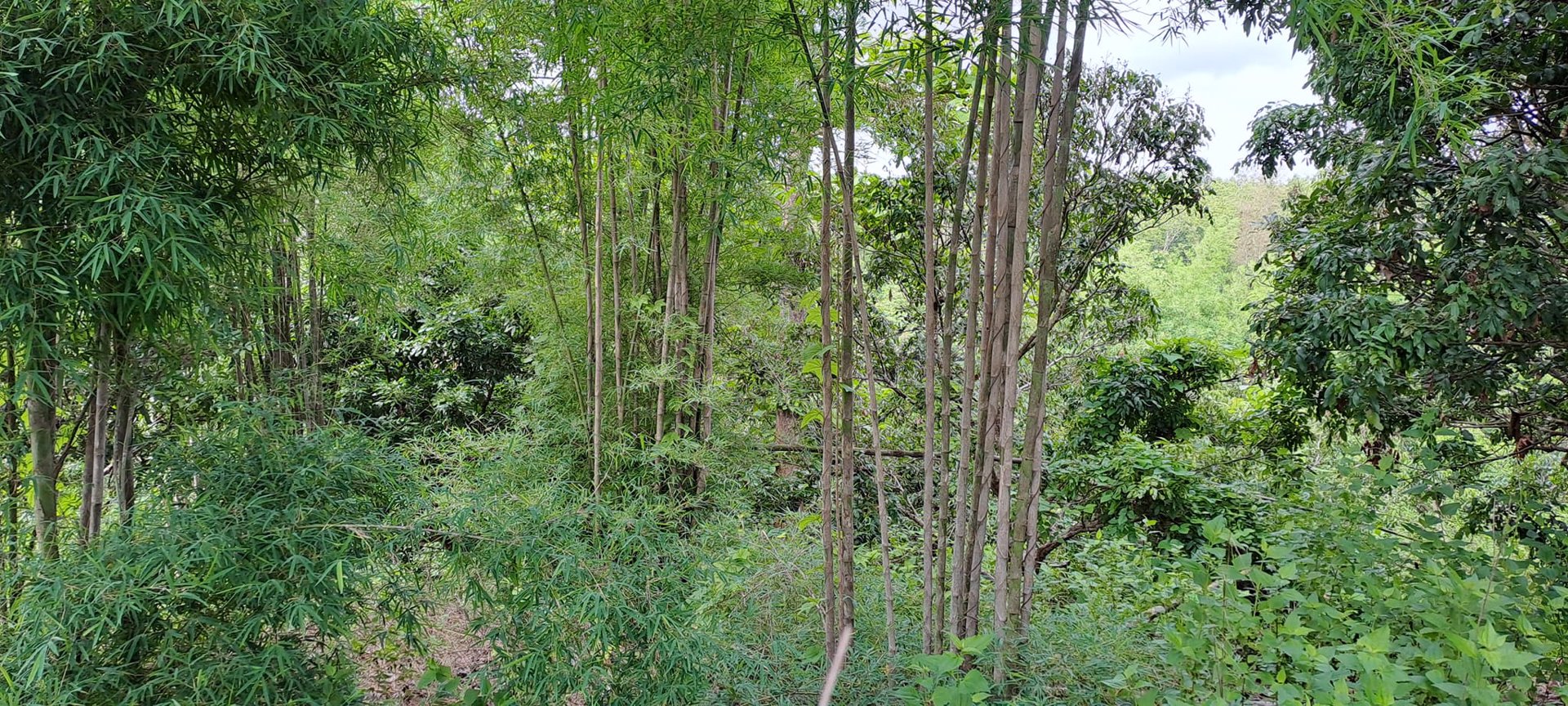 ขายที่ดิน-โฉนดครุฑแดง-พร้อมโอน-ที่สวยมากๆ-เนื้อที่รวม-3ไร่-2งาน-26ตรว