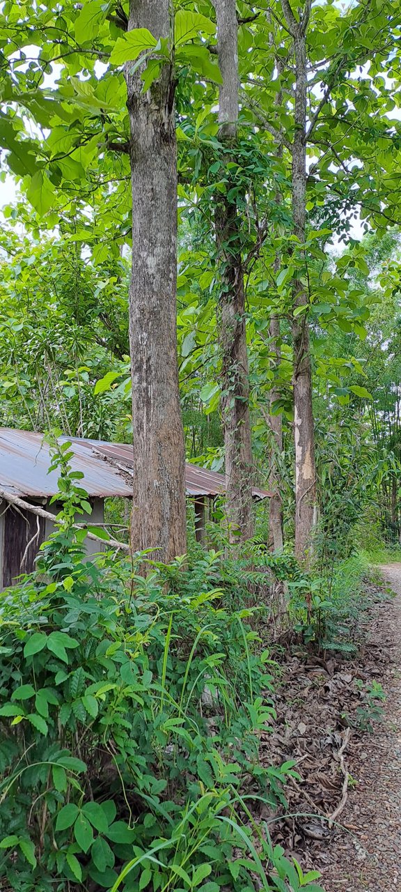 ขายที่ดิน-โฉนดครุฑแดง-พร้อมโอน-ที่สวยมากๆ-เนื้อที่รวม-3ไร่-2งาน-26ตรว