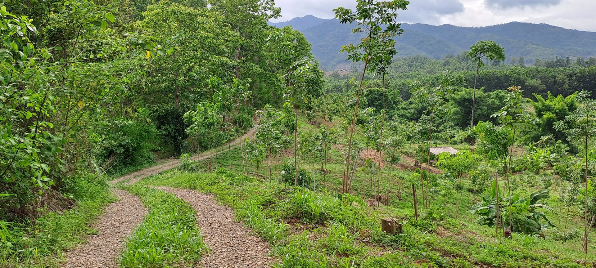 ขายที่ดิน-โฉนดครุฑแดง-พร้อมโอน-ที่สวยมากๆ-เนื้อที่รวม-3ไร่-2งาน-26ตรว