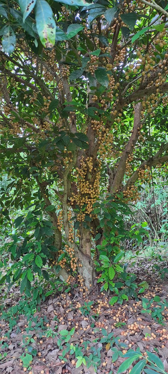 ขายที่ดิน-โฉนดครุฑแดง-พร้อมโอน-ที่สวยมากๆ-เนื้อที่รวม-3ไร่-2งาน-26ตรว