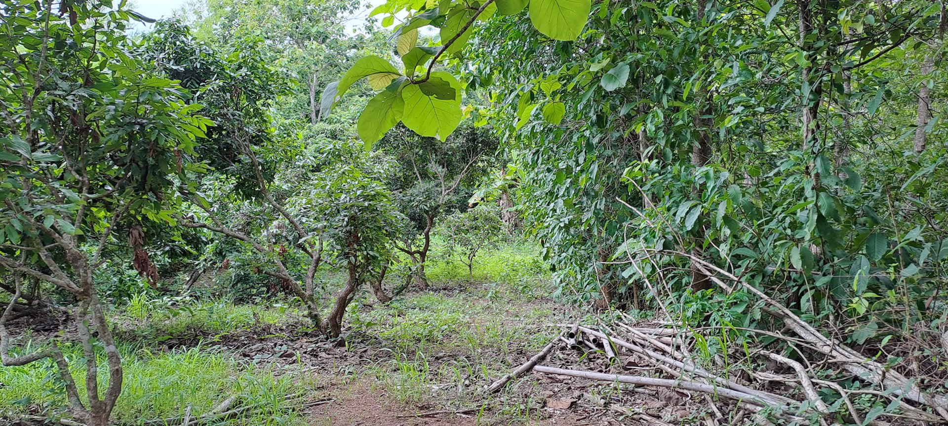 ขายที่ดิน-โฉนดครุฑแดง-พร้อมโอน-ที่สวยมากๆ-เนื้อที่รวม-3ไร่-2งาน-26ตรว