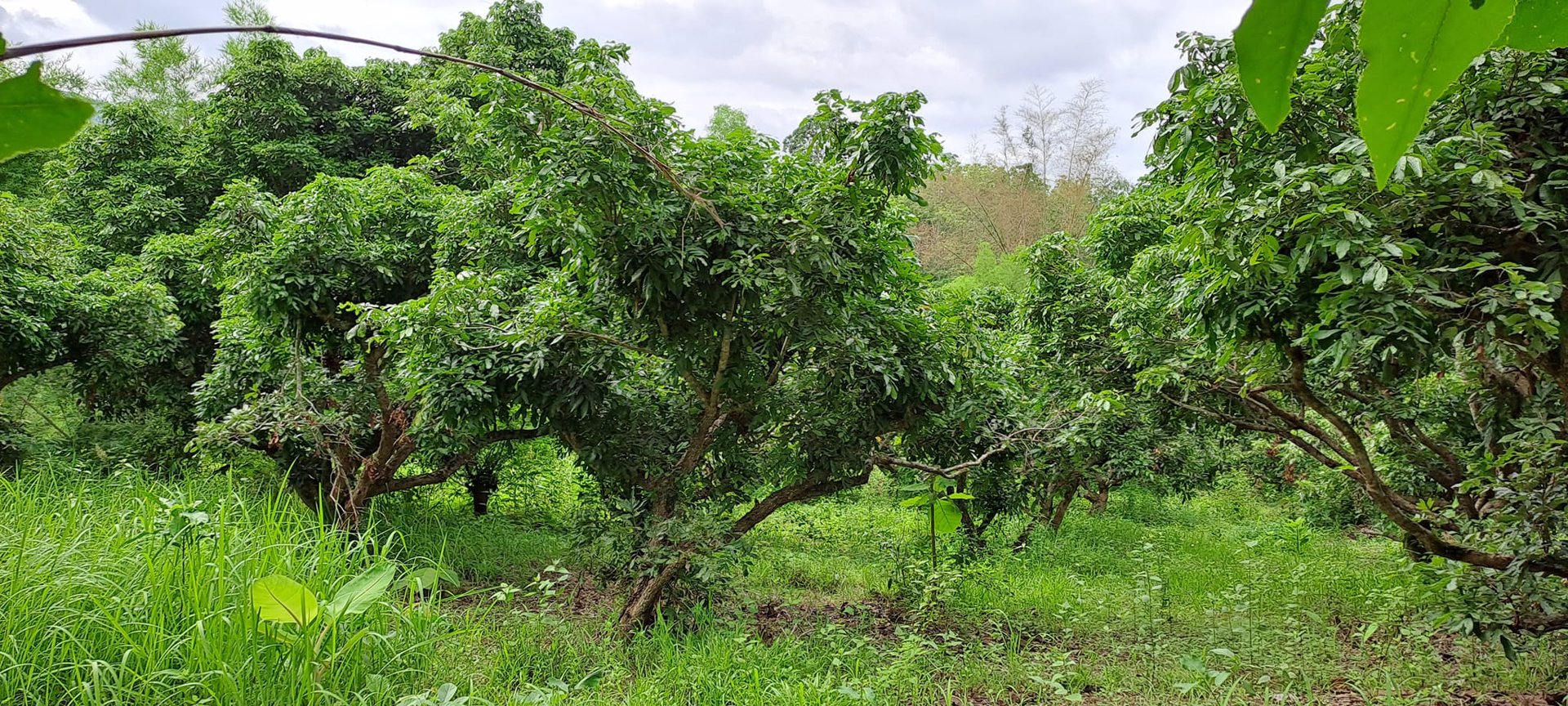 ขายที่ดิน-โฉนดครุฑแดง-พร้อมโอน-ที่สวยมากๆ-เนื้อที่รวม-3ไร่-2งาน-26ตรว