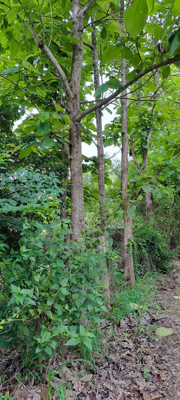 ขายที่ดิน-โฉนดครุฑแดง-พร้อมโอน-ที่สวยมากๆ-เนื้อที่รวม-3ไร่-2งาน-26ตรว