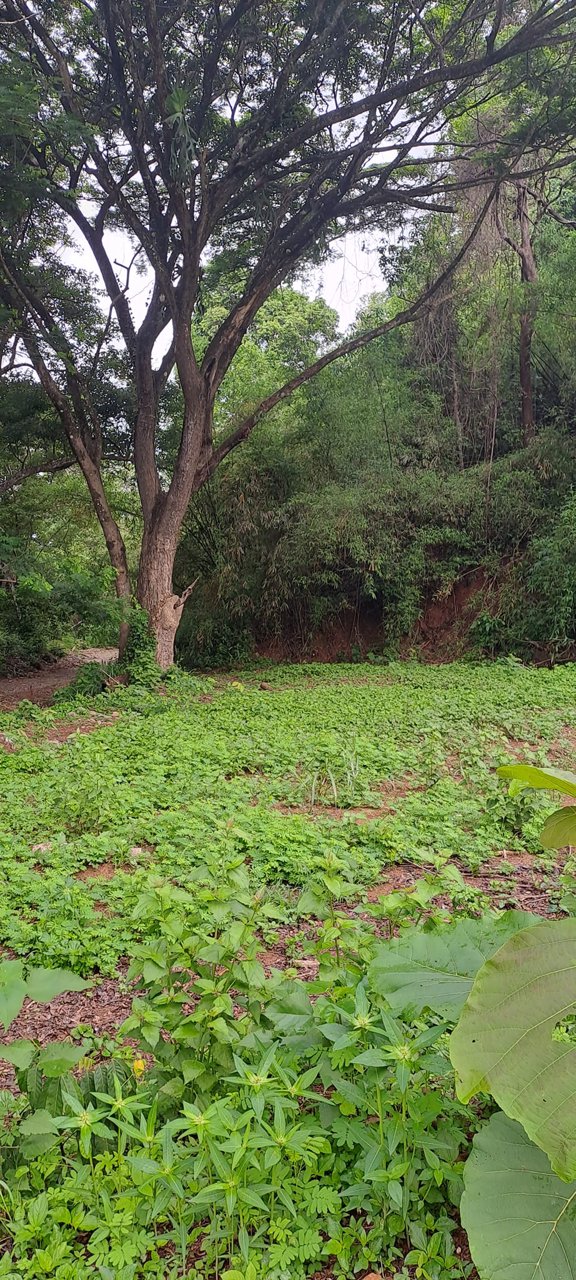 ขายที่ดิน-โฉนดครุฑแดง-วิวภูเขา-เนื้อที่-3ไร่-3งาน-35ตรว