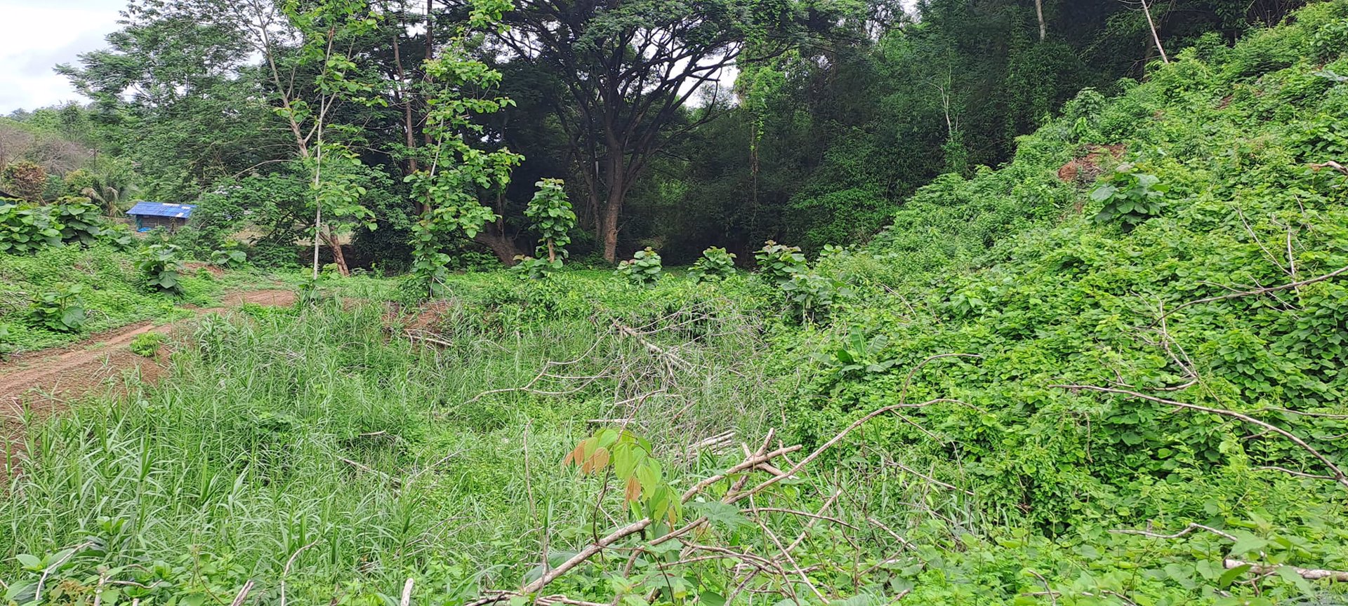 ขายที่ดิน-โฉนดครุฑแดง-วิวภูเขา-เนื้อที่-3ไร่-3งาน-35ตรว