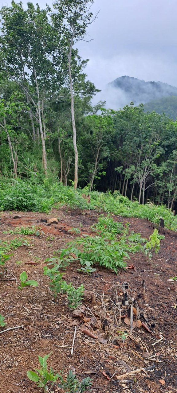 ขายที่ดิน-โฉนดครุฑแดง-วิวภูเขา-เนื้อที่-3ไร่-3งาน-35ตรว