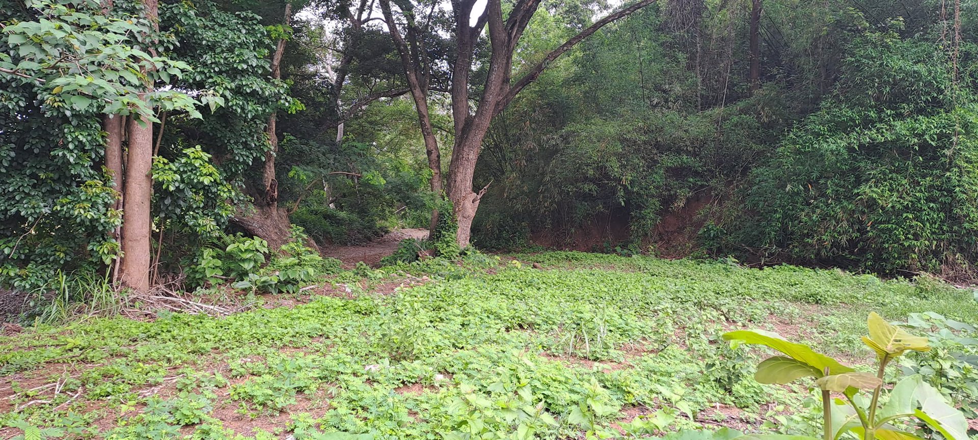 ขายที่ดิน-โฉนดครุฑแดง-วิวภูเขา-เนื้อที่-3ไร่-3งาน-35ตรว