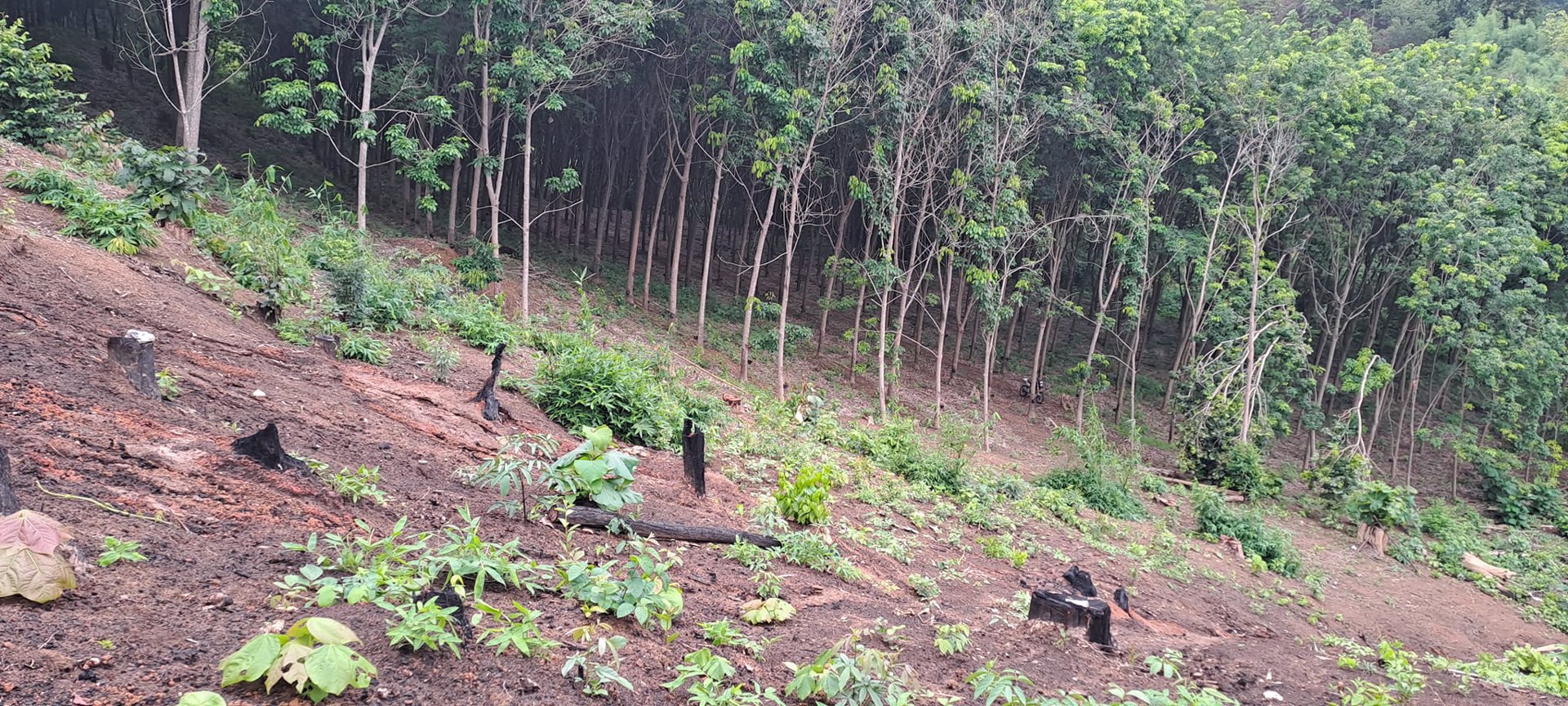 ขายที่ดิน-โฉนดครุฑแดง-วิวภูเขา-เนื้อที่-3ไร่-3งาน-35ตรว