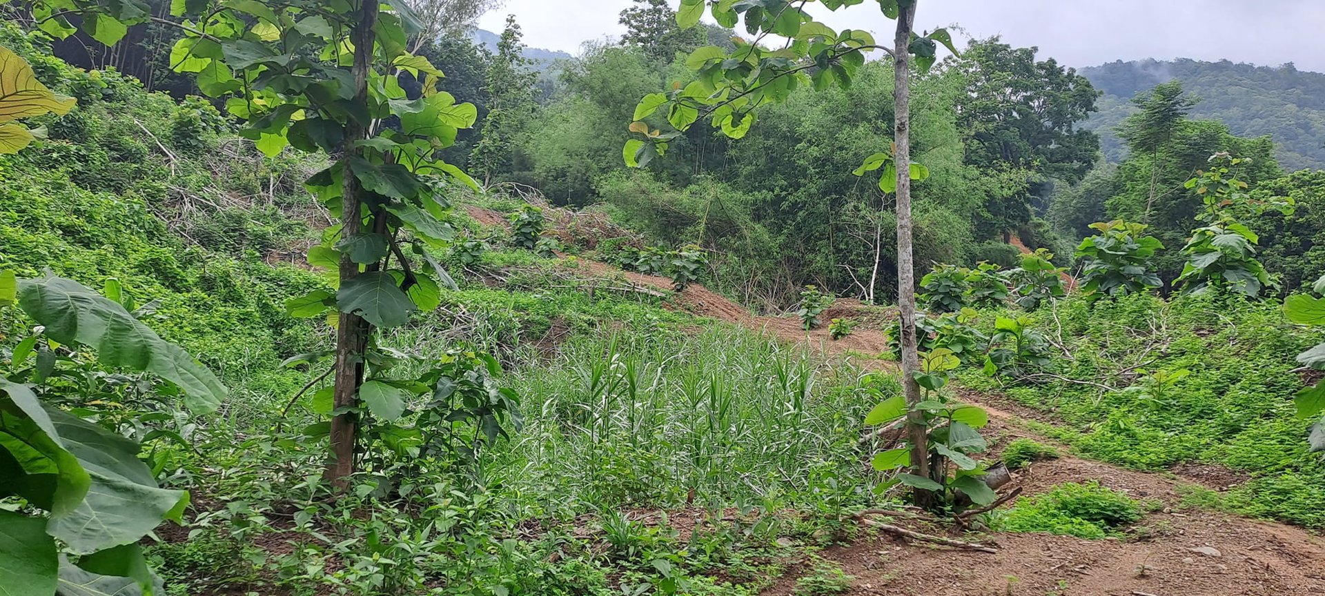 ขายที่ดิน-โฉนดครุฑแดง-วิวภูเขา-เนื้อที่-3ไร่-3งาน-35ตรว