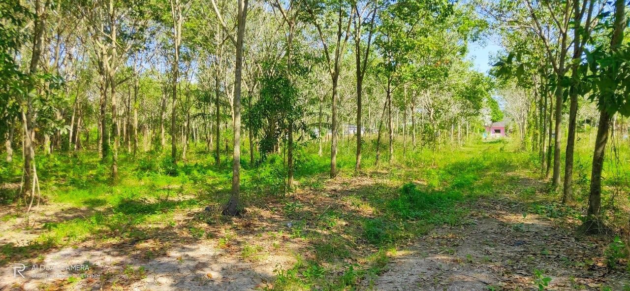 ที่ดิน-สวนยาง-6ไร่-1งาน-107-ตรว-พื้นที่-สีเขียว-เขต-ชากบก-บ้านค่าย