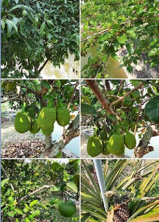 ขายที่ดินแปลงสวย-พร้อมบ้านและโฮมสเตย์-ที่-อแม่ริมเชียงใหม่ใกล้-สวนดอกไม้-ไอเลิฟฟลาวเวอร์