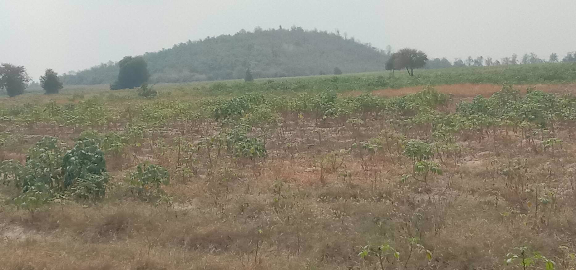 ขายด่วนๆ-ถูกมากๆ-ที่ดิน-52ไร่-มีน้ำไฟ-มีแหล่งน้ำ-มีวิวเขา-แถมบ้านให้ฟรีอีก3หลัง