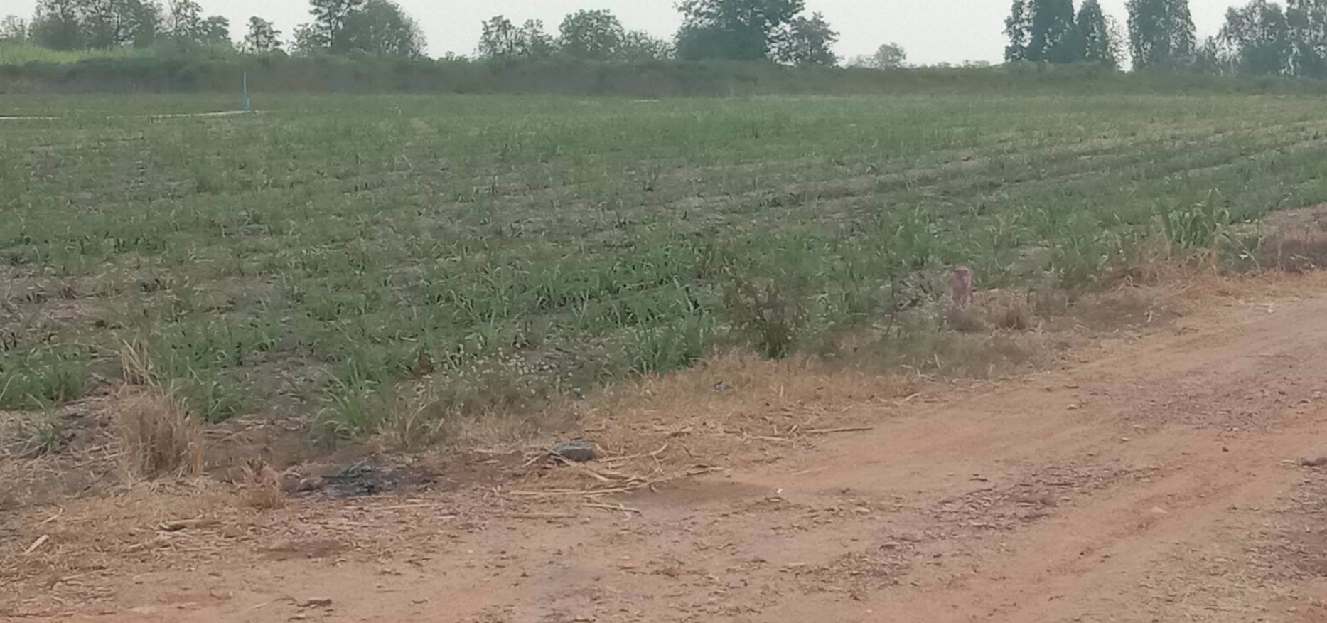 ขายด่วนๆ-ถูกมากๆ-ที่ดิน-52ไร่-มีน้ำไฟ-มีแหล่งน้ำ-มีวิวเขา-แถมบ้านให้ฟรีอีก3หลัง