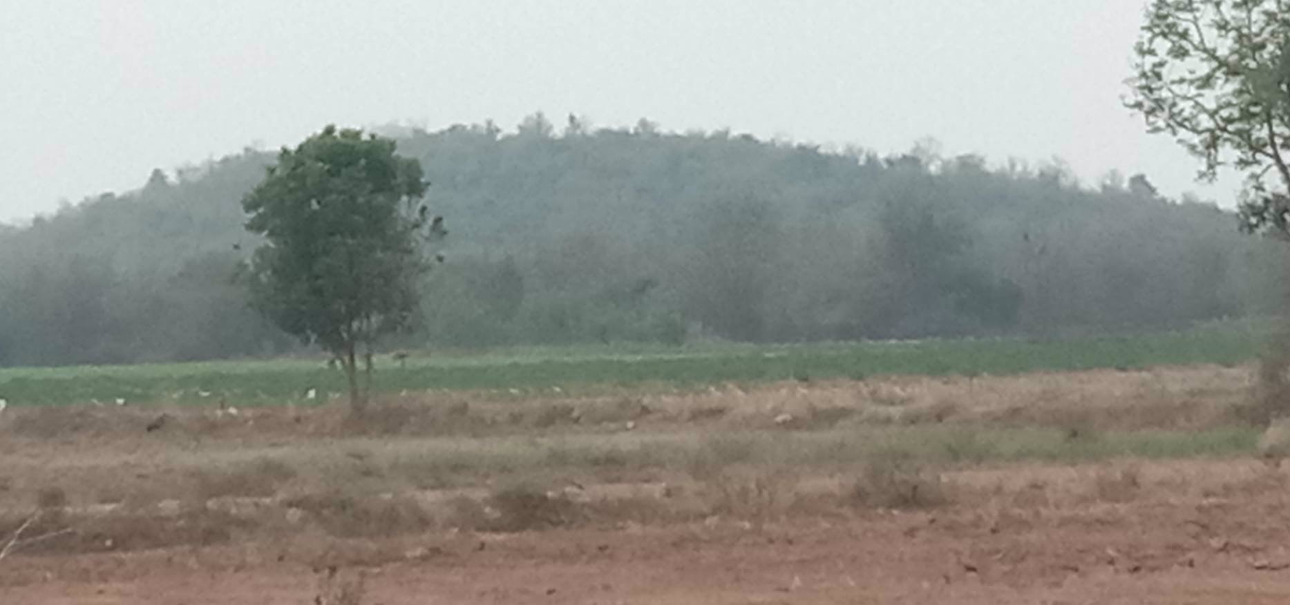 ขายด่วนๆ-ถูกมากๆ-ที่ดิน-52ไร่-มีน้ำไฟ-มีแหล่งน้ำ-มีวิวเขา-แถมบ้านให้ฟรีอีก3หลัง