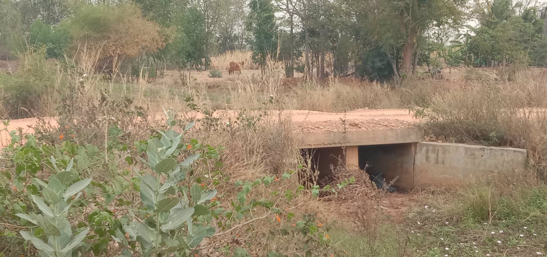 ขายด่วนๆ-ถูกมากๆ-ที่ดิน-52ไร่-มีน้ำไฟ-มีแหล่งน้ำ-มีวิวเขา-แถมบ้านให้ฟรีอีก3หลัง