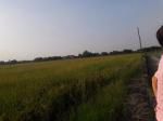 ที่ดินขายพื้นที่15ไร่ขาดนิดหน่อยหน้ากว้างติดถนนเกือบ200เมตร-เป็นที่ท้องนา-ติดถนนหินครุ๊ก-