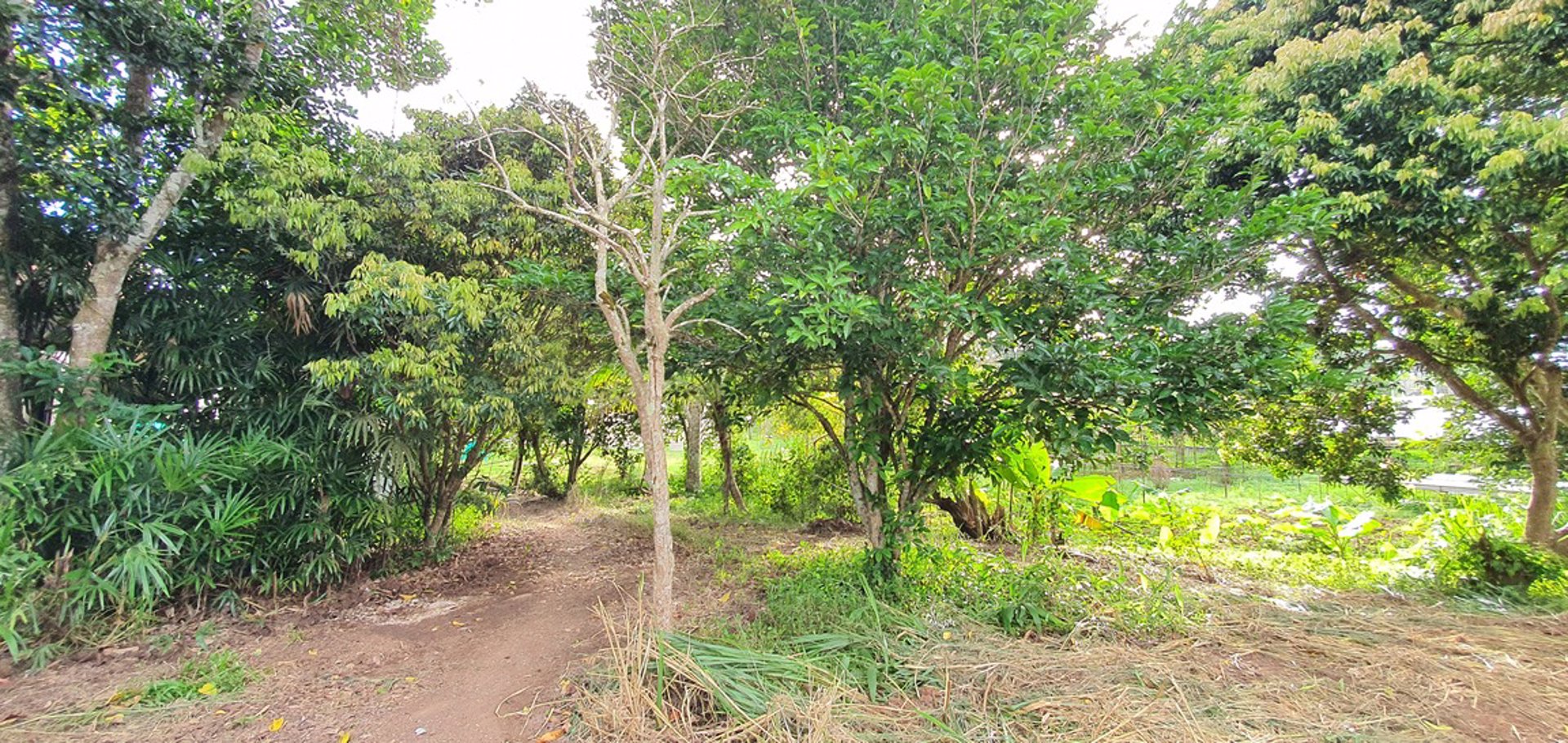 ขายที่ดินราคาถูก-โฉนดครุฑแดง-อเขาค้อ-เนื้อที่-3-ไร่-32-ตรวา-แบ่งขายได้-แถมบ้านฟรีมูลค่ากว่า-2-ล้าน