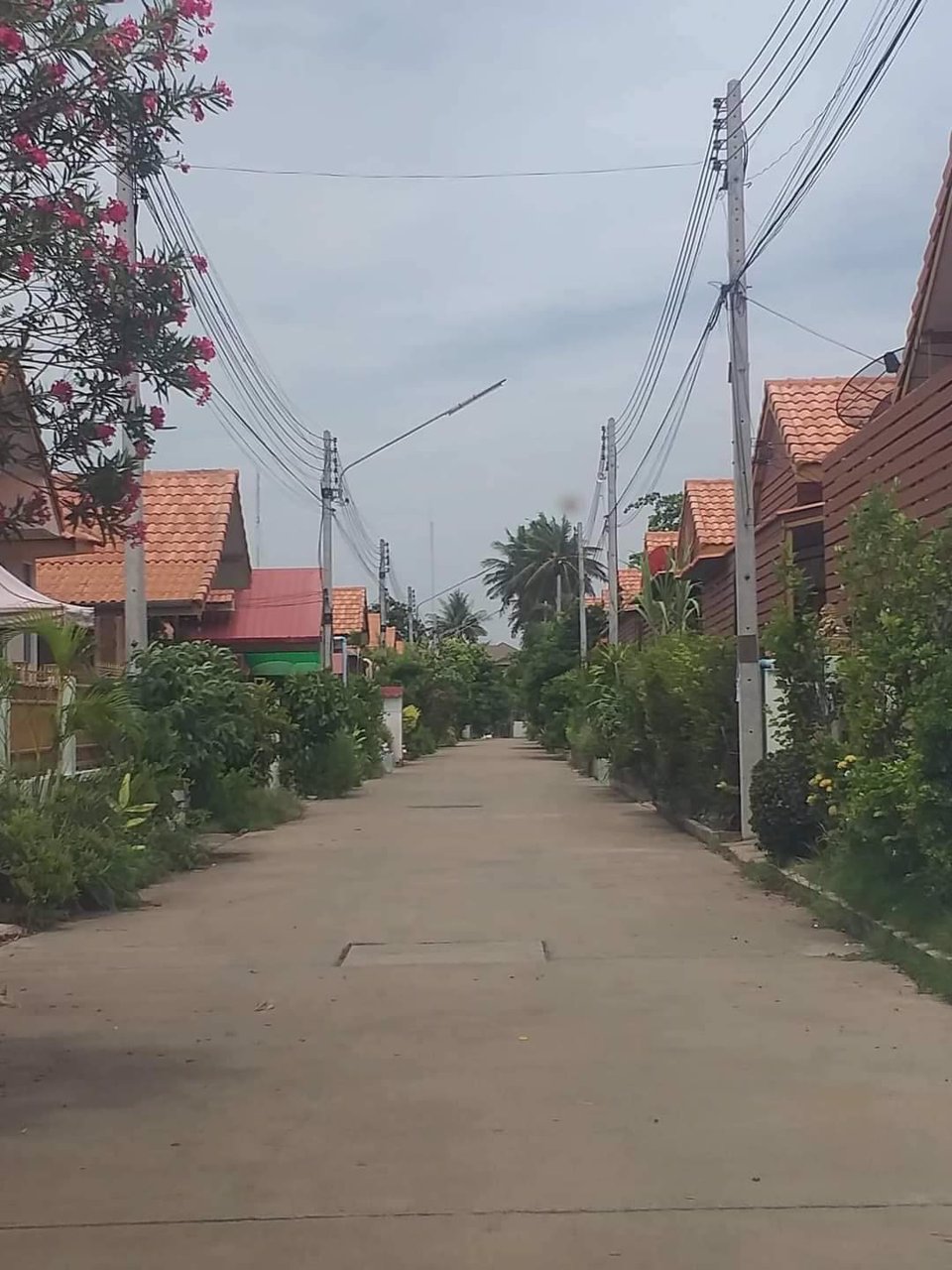 ขายที่ดิน-เนื้อที่-5ไร่เศษ-ตต้นโพธิ์-อเมือง-จสิงห์บุรี