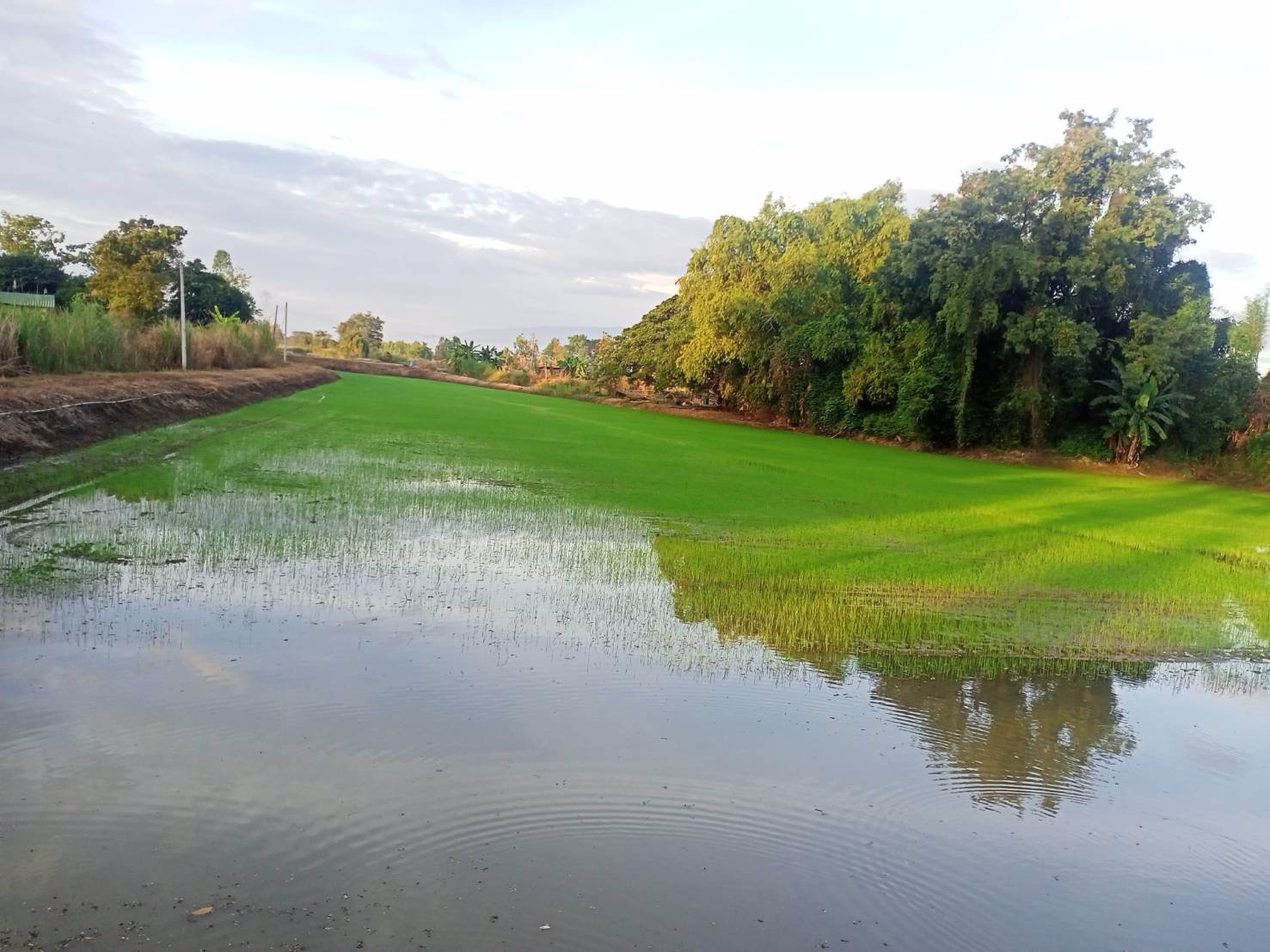 ขายที่ดิน-ตำบลท่าฉนวน-อำเภอกงไกรลาศ-จังหวัดสุโขทัย-เลขโฉนด-13915