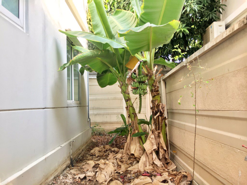 ขายบ้านเดี่ยว-2-ชั้น-หลังมุม-51-ตรว-มพฤกษาวิลเลจ-ซีนเนอรี่-รังสิต-คลอง-2-ใกล้ฟิวเจอร์พาร์ครังสิต