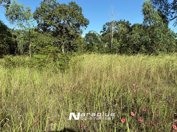 62082098-ขายที่ดินแปลงสวย-ขนาด-1-ไร่-98-ตรว-วารินชำราบ-อุบลราชธานี