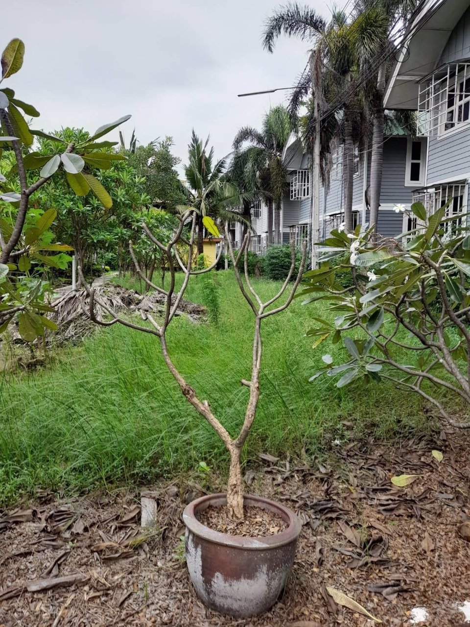 ขายที่ดิน-2-ไร่-ตรงข้าม-มเกษตรศาสตร์-กำแพงแสน-จ-นครปฐม-ห่างถนนมาลัยแมนเพียง-30-เมตร