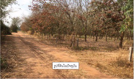 ขายสวนยางพารา-มีโฉนด-อำเภอพนมสารคาม-จังหวัดฉะเชิงเทรา