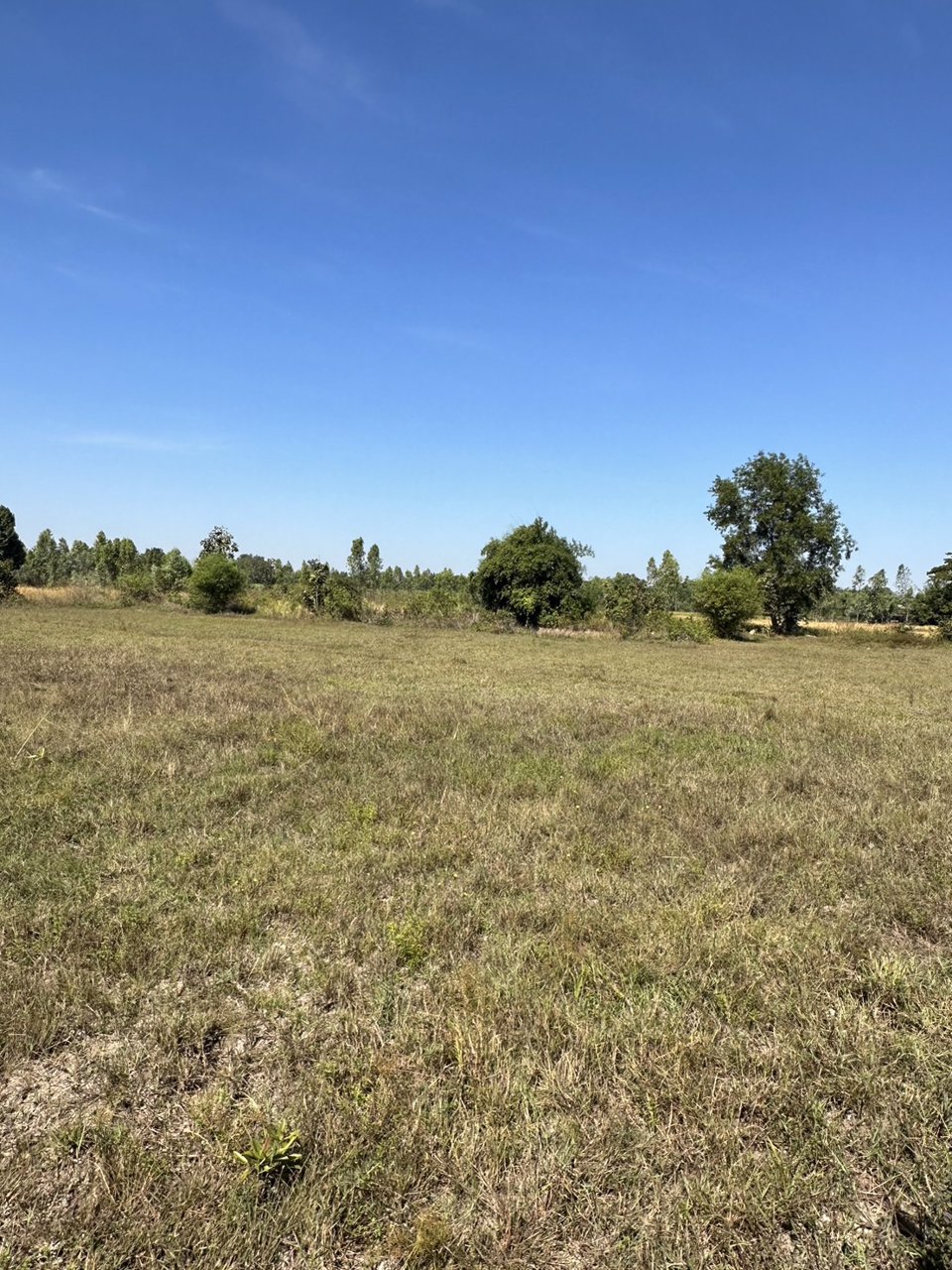 ขายที่ดินสวย-เนื้อที่-14-ไร่-ติดถนนลาดยาง-ไฟฟ้าผ่าน