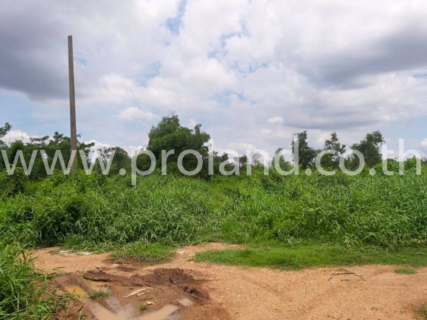 ขายที่ดิน-1-ไร่-ซบงกช-6-คลองหลวง-แหล่งชุมชน-ใกล้แม๊คโคร